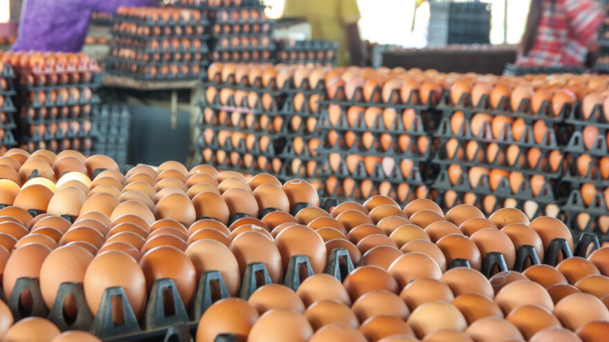 Blagi rast cijena pilećih trupova, a konzumnih jaja bez značajnijih promjena