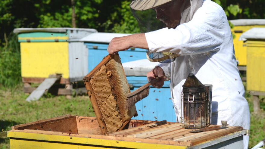 Vladimir Milić: I uginule pčele nam pomažu