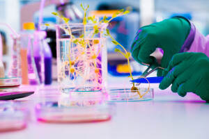 Evropski sud pravde: GMO su i kulture dobivene tehnikom uzgoja mutagenezom i promjenama gena