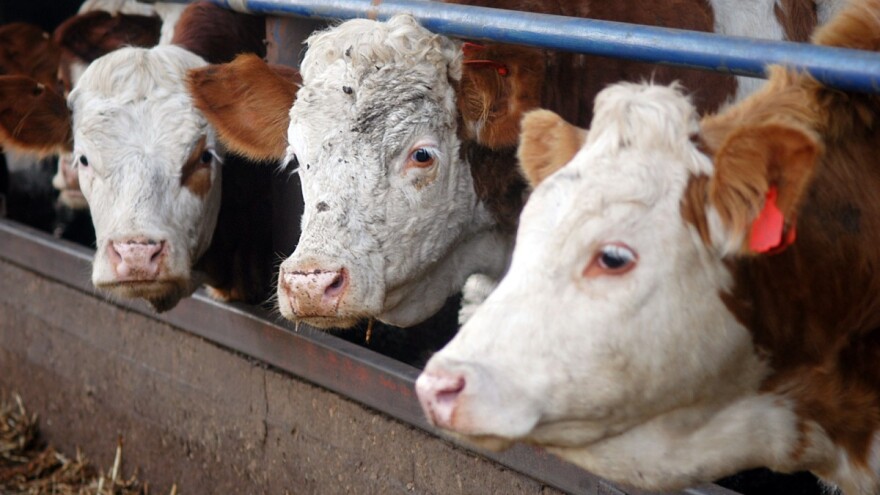 Posle studija, na selo: Uz pomoć znanja do većeg prinosa mleka