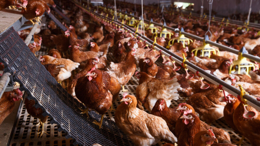 Velike promene u stočarstvu, najveće za živinarstvo