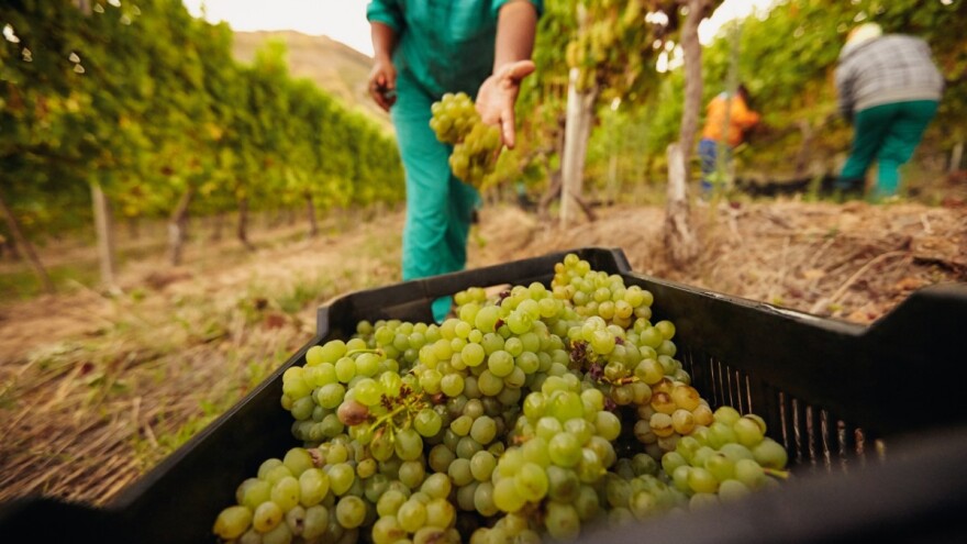 Francuska traži od EU-a osnivanje fonda za pomoć vinarima