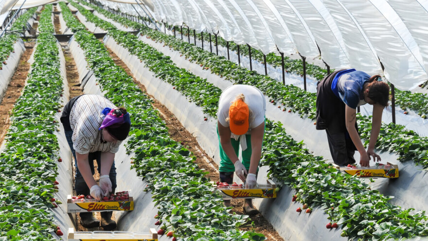 Sezonci dnevno zarade do 2.500 dinara, na njivi i stariji od 70 godina