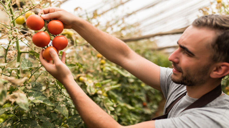 Farme u zatvorenom su naša budućnost?