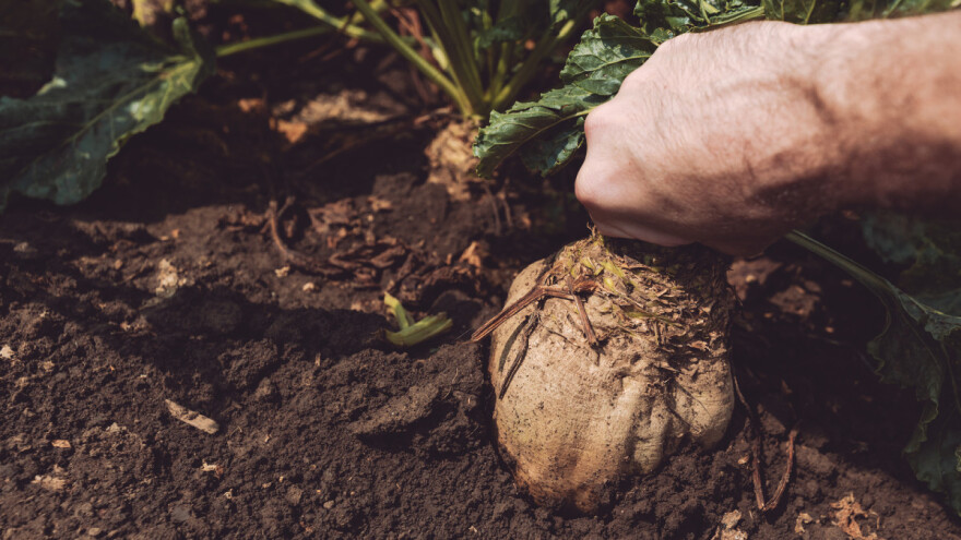 Repina nematoda - štetnost i suzbijanje