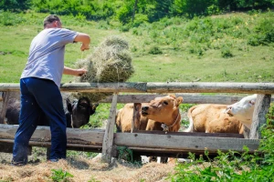 Stočarstvo osigurava hranu i radna mjesta, ali i onečišćuje - kakva ga budućnost čeka?
