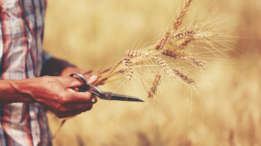 Očekuje nas najmanja proizvodnja ječma u zadnjih šest godina?