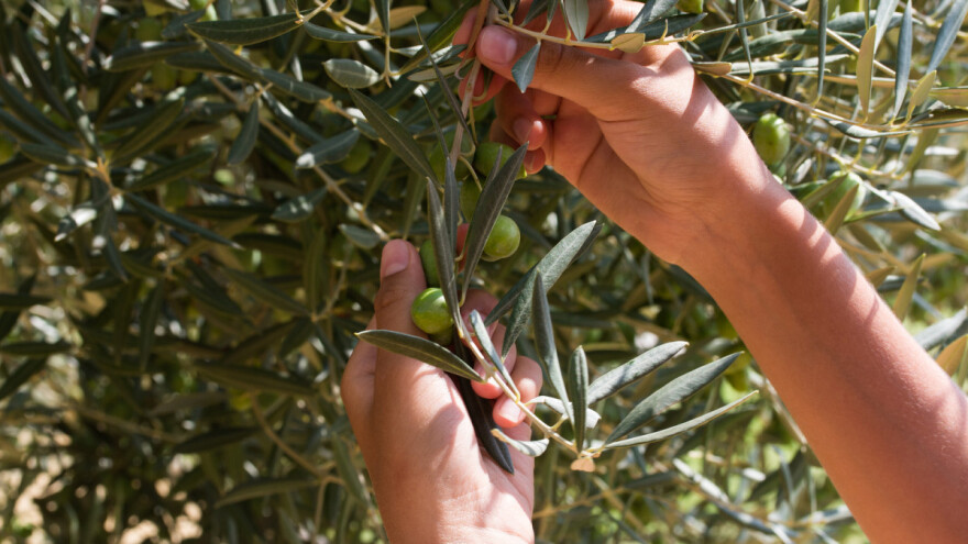 Određivanje tehnološke zrelosti maslina u njihovom području uzgoja - četvrta preporuka