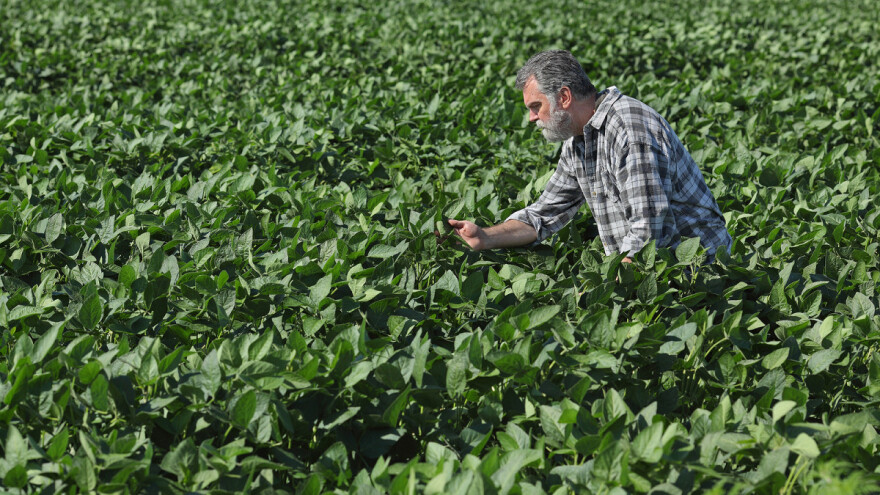Azot u đubrenju soje - važna određena količina na samom startu