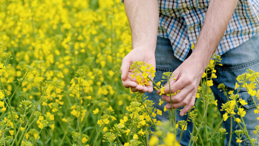 Širi se gljivica koja preti usevima uljane repice i povrća?