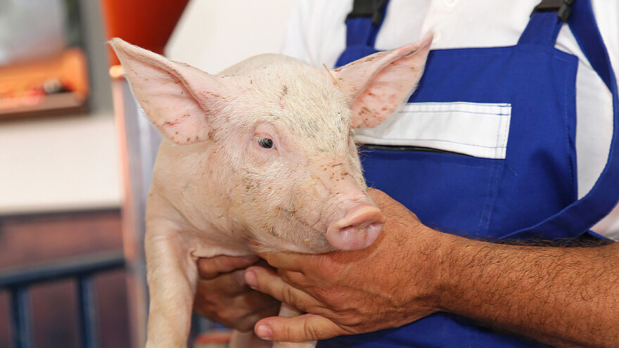 Direkcija za robne rezerve otkupljuje 10.000 tovnih svinja po ceni 160 din/kg?