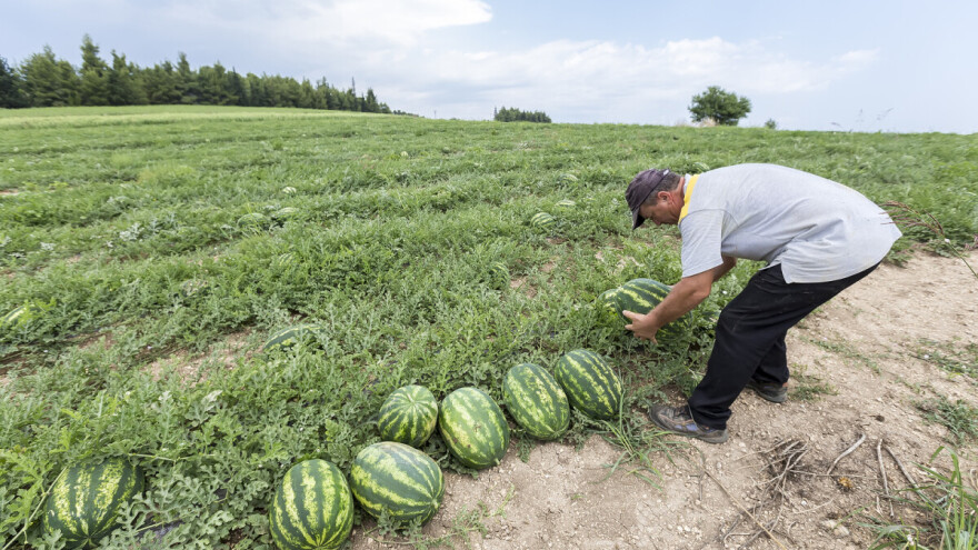 Loši vremenski uslovi uticali na prinos lubenica