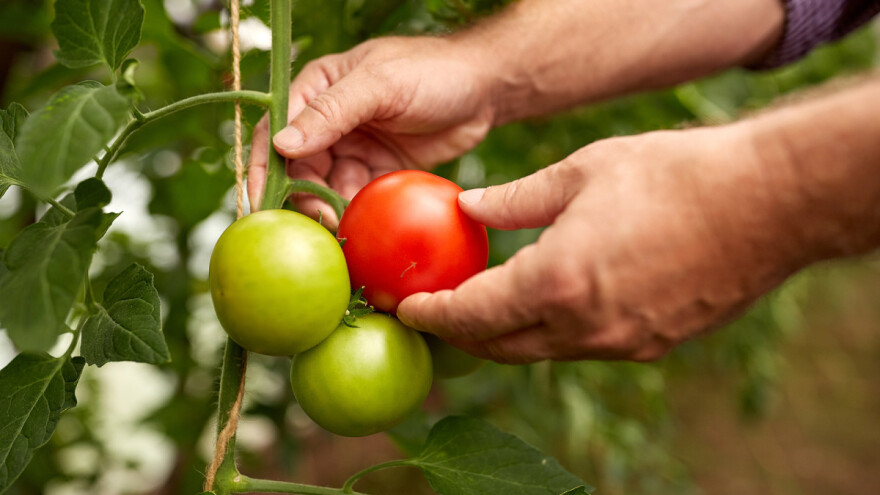 Kreirane sorte rajčice koje liječe visoki krvni tlak i Parkinsonovu bolest