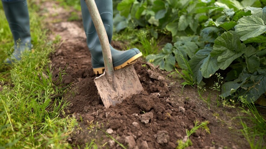 Proizvodnja glistenjaka i njegov značaj u povrtarskoj proizvodnji