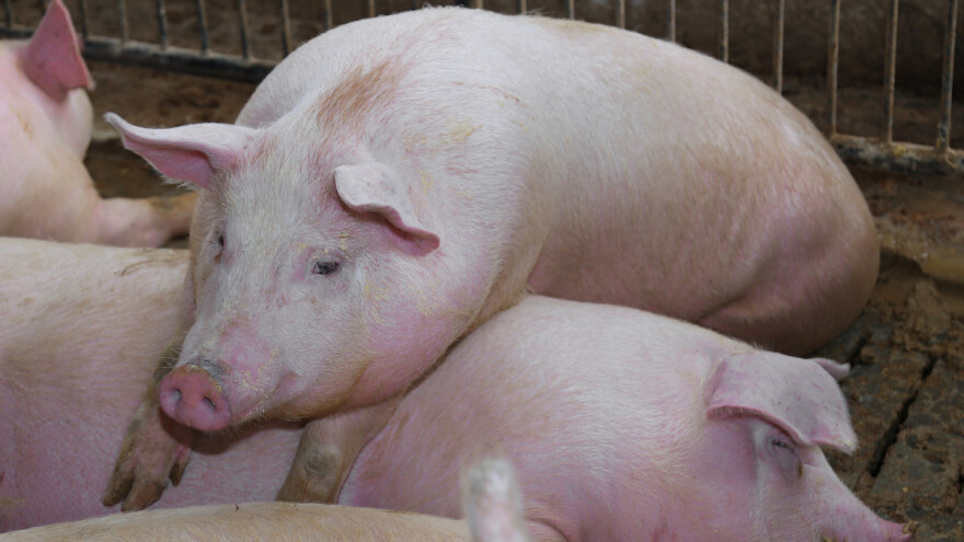 Subvencijama potiču stočare na manji broj krmača - i to zbog emisije dušika?