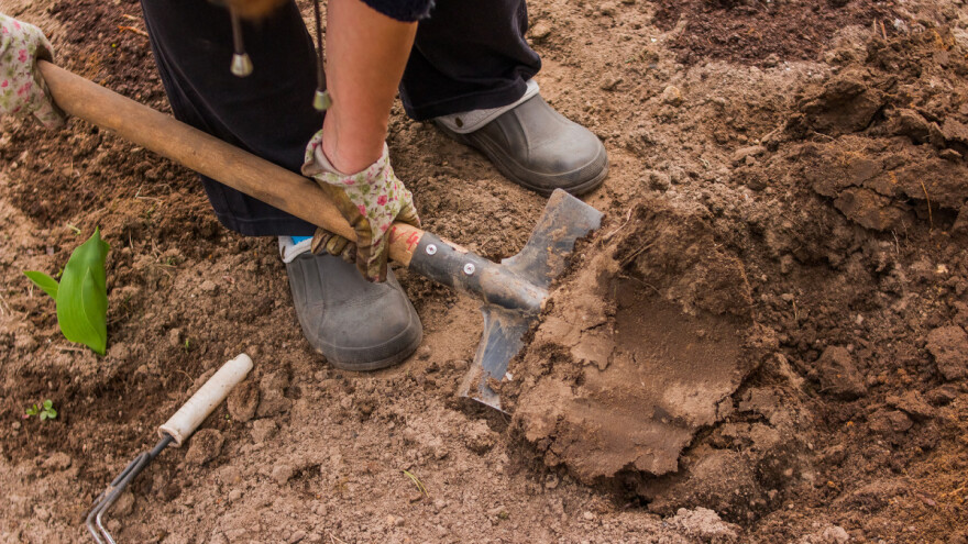 Šta se radi, a šta sadi u martu?