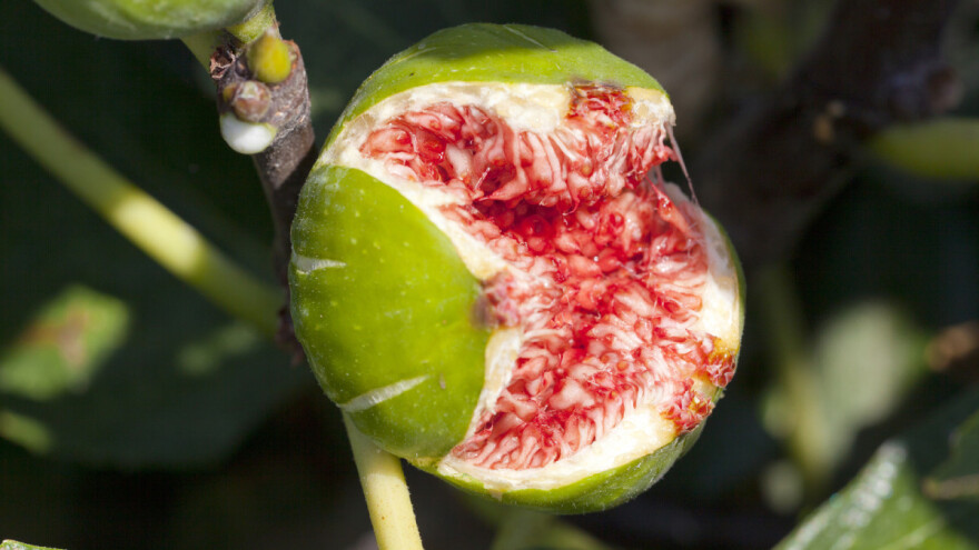 Donesen Akcijski plan sprječavanja širenja i suzbijanja sredozemne voćne muhe!