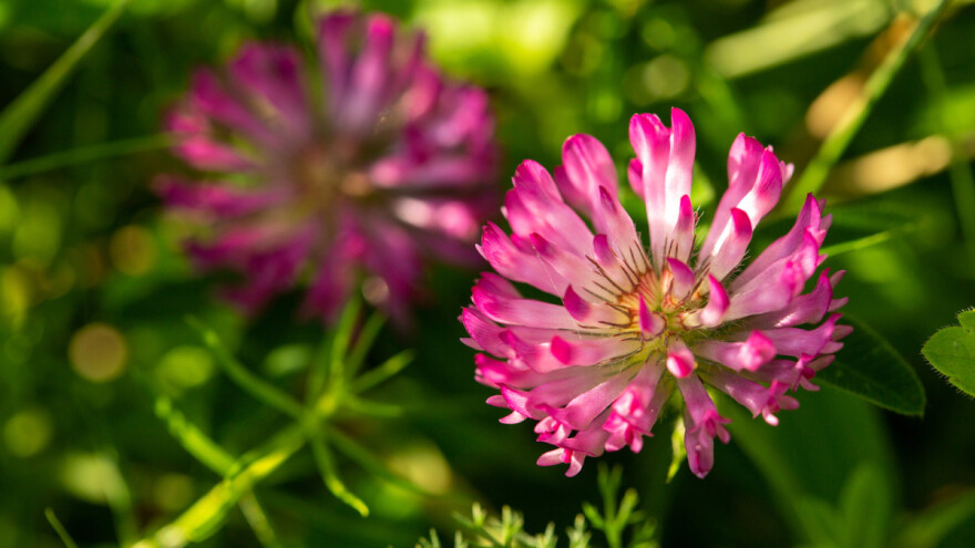 Javnost o Pravilniku o stavljanju na tržište sjemena krmnog bilja