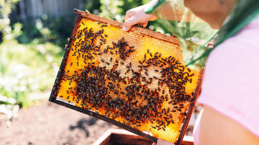 Mila Valihora: Dve decenije uspešnog pčelarenja