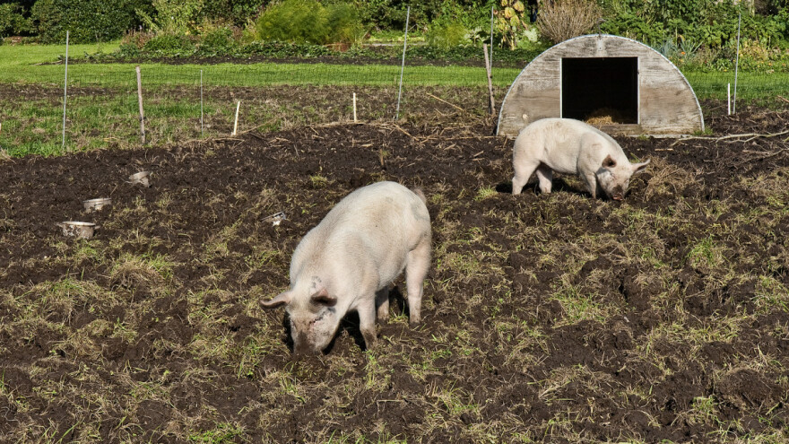 EFSA: Srbija zemlja visokog rizika od pojave afričke svinjske kuge