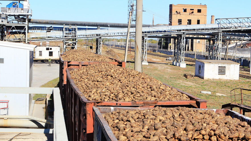 Da li će slabija setva repe podići cenu šećera?