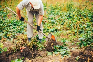 Mraz usporio vegetaciju povrća - to će se odraziti na rod i zaradu