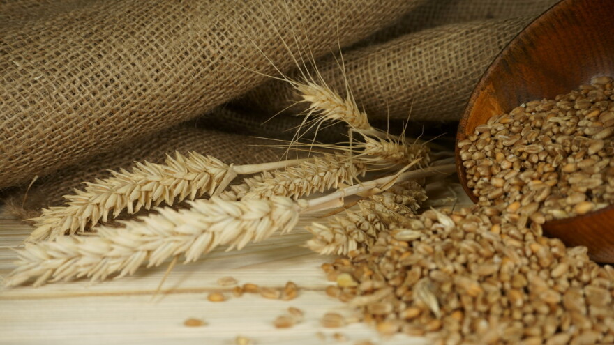 Provjerite što donosi Pravilnik o stavljanju na tržište sjemena žitarica