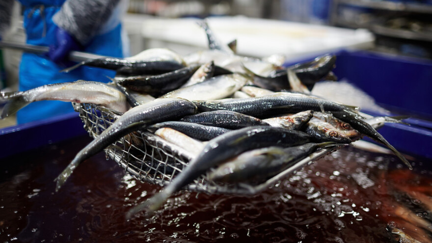 Plivaričarima 4,5 milijuna eura obeštećenja za privremenu obustavu ribolova