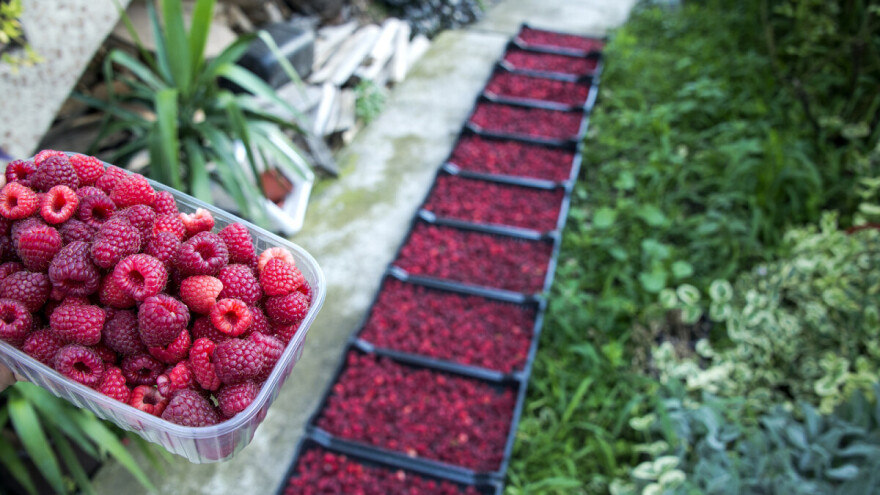 Oko 100 ariljskih malinara zaštitilo geografsko poreklo svog proizvoda