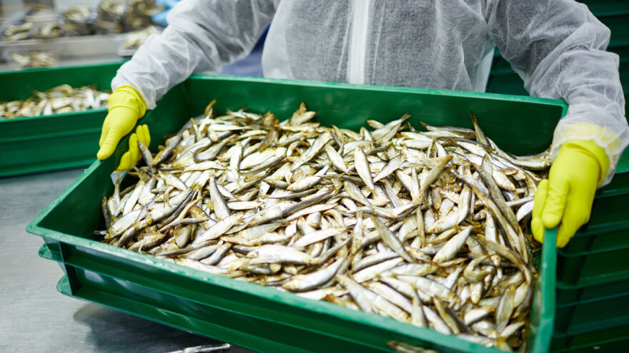 Znanstvenici poručili EU: Prestanite financirati prekomjeran ribolov