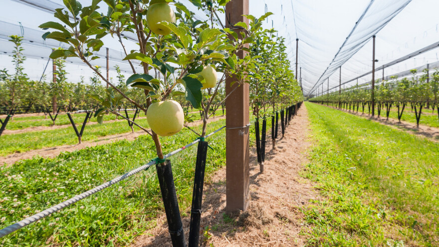 Pravilno pripremite zemljište za podizanje višegodišnjih zasada