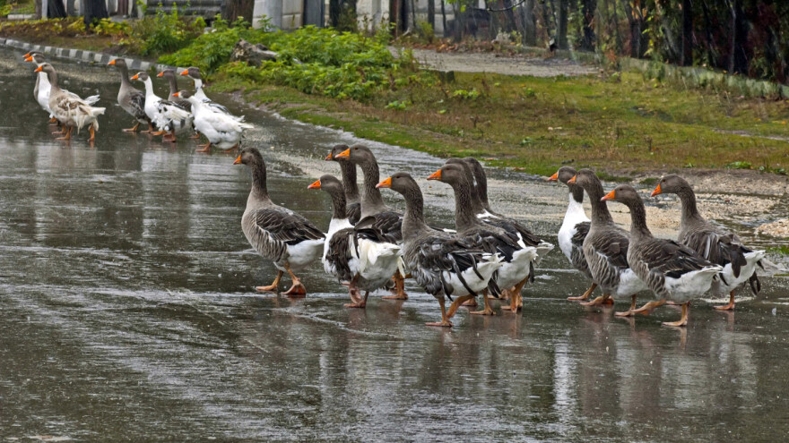 Oblačno i svežije vreme, povremeno s kišom