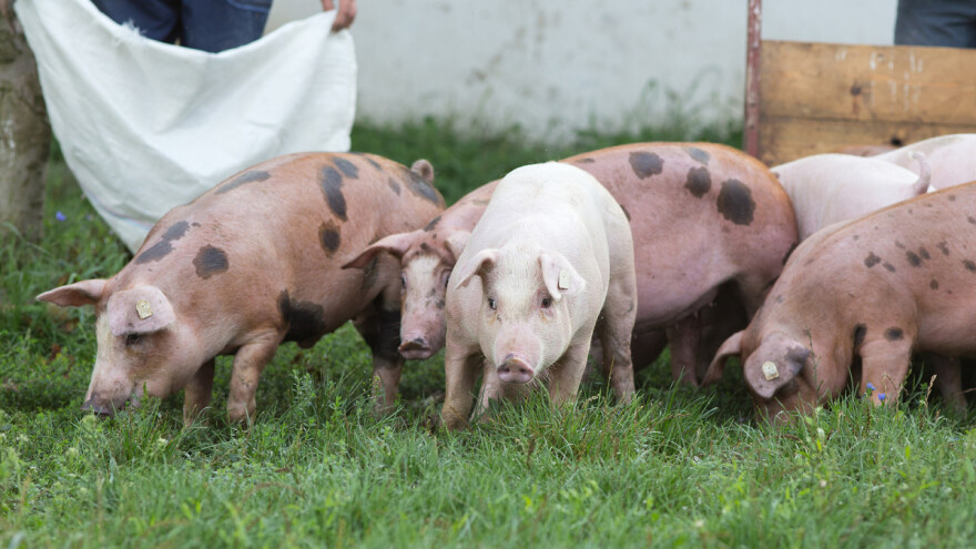 Lažirao eko uzgoj stoke i zaradio 900 tisuća eura više nego što bi konvencionalnim