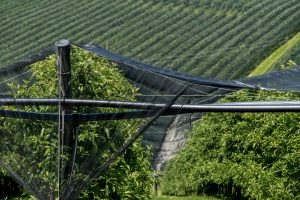 Negativan uticaj visokih temperatura na voćke i kako im pomoći