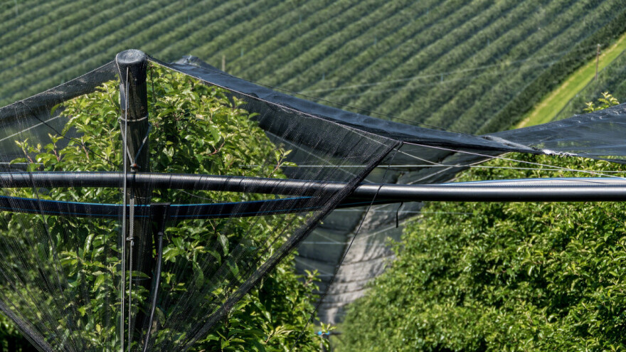 Negativan uticaj visokih temperatura na voćke i kako im pomoći