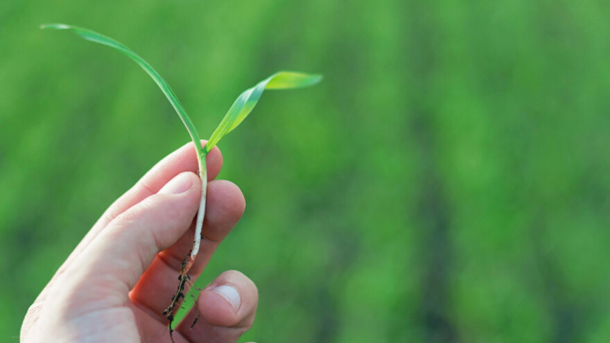 Očuvanje biljnih genetičkih resursa