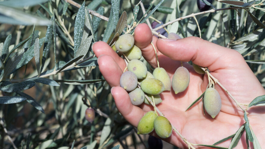 Berba maslina: tehnološku zrelost pokazale su tek tri sorte na tri uzgojna područja