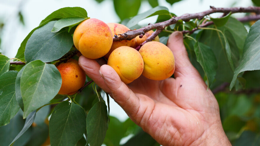 Zoran Keserović: Ove godine dobar rod kajsije