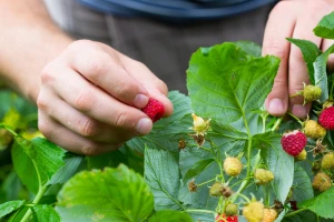 Organsko voće i povrće iz Srbije na evropskom tržištu