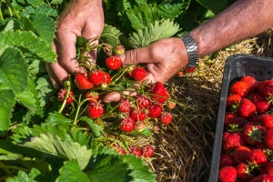 Jagode i zelena salata - sadrže najviše ostataka pesticida?