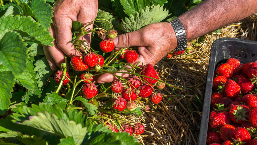 Jagode i zelena salata - sadrže najviše ostataka pesticida?