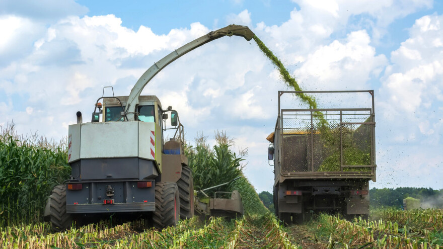 Silaža u hranidbi goveda: Kada je dobro spremljena, a kada ne?