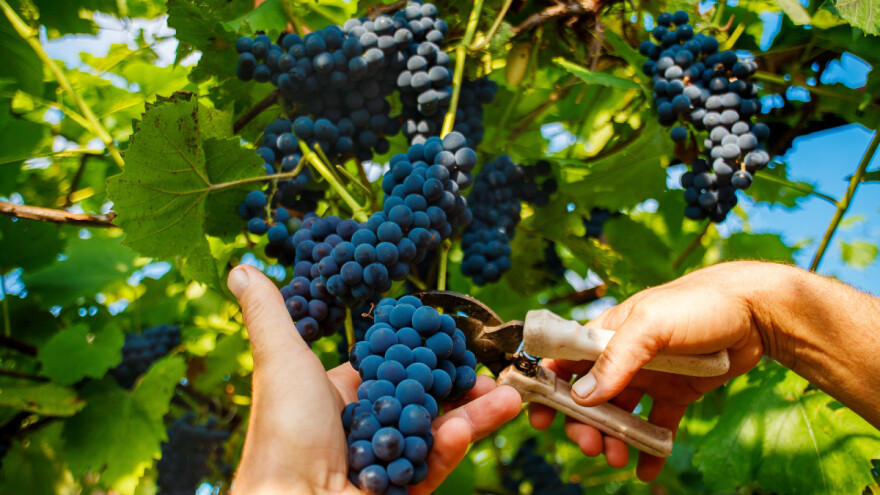 Ne prijavite li berbu grožđa, čeka vas kazna i do 10.000 kuna?