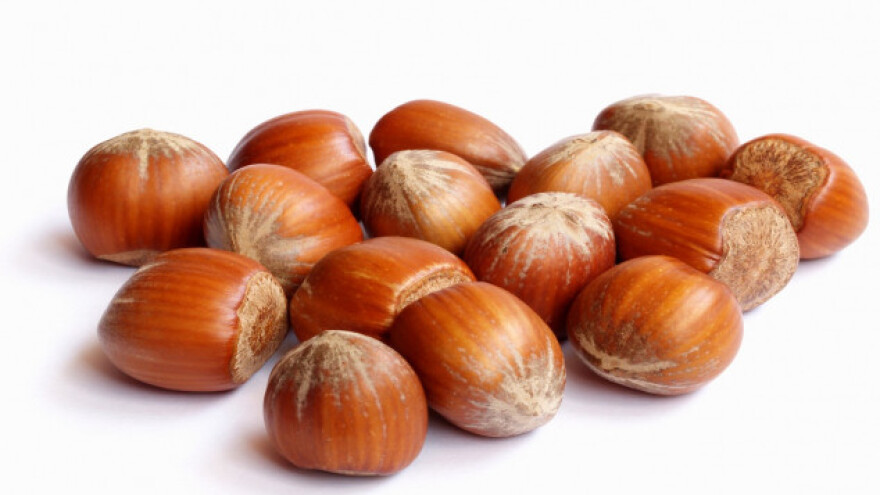 Zasad lešnika-dobra odluka