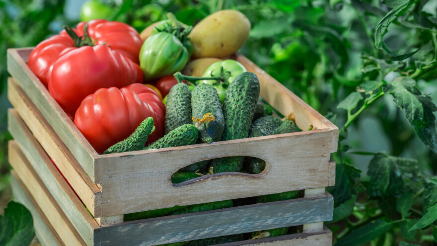 Cene u poljoprivredi veće za 15 odsto nego u julu 2018. godine