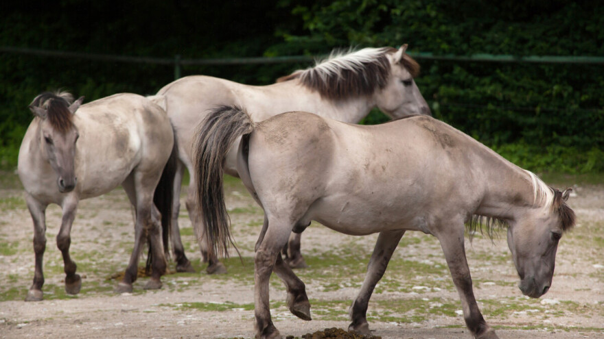 Konj ujeo ženu dok se vraćala s plaže