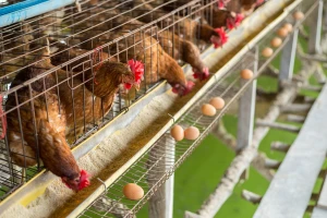 Bespovratna sredstva za farme u Vojvodini