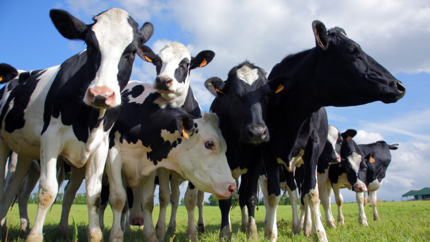 Prijavite se za potporu za kupnju i uzgoj rasplodnih junica - rok prijave je 1. listopada!