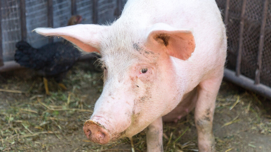 ASK u Pirotu: Koje su mere donete u cilju suzbijanja ove bolesti?