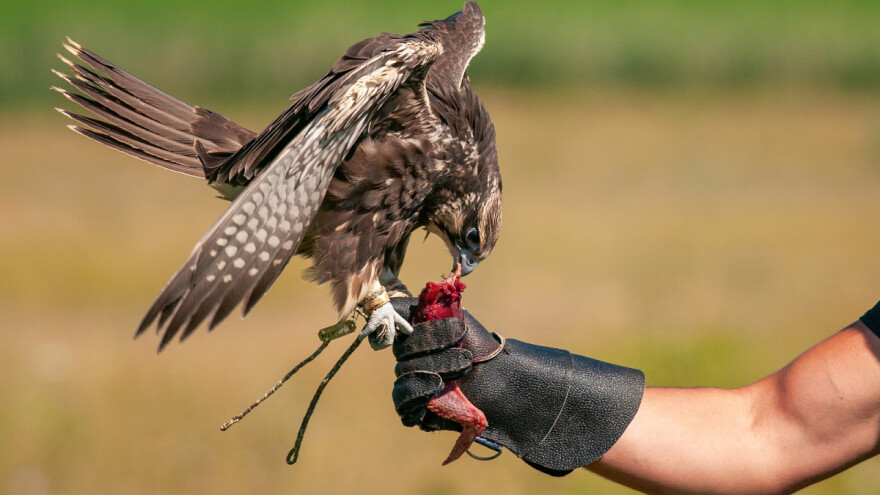 Prijedlog pravilnika o sokolarstvu